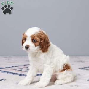 Pearl, Cavapoo Puppy